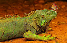 iguana